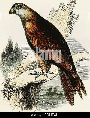 . L'histoire naturelle de Selborne : avec des observations sur diverses parties de la nature ; et le calendrier du naturaliste . L'histoire naturelle. Le Cerf-volant. {Frdco Mihus.). Veuillez noter que ces images sont extraites de la page numérisée des images qui peuvent avoir été retouchées numériquement pour plus de lisibilité - coloration et l'aspect de ces illustrations ne peut pas parfaitement ressembler à l'œuvre originale.. Blanc, Gilbert, 1720-1793 ; Jardine, William, Sir, 1800-1874 ; Jesse, Edward, 1780-1868. Londres : H. G. Bohn Banque D'Images
