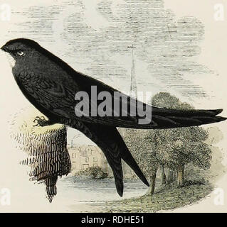 . L'histoire naturelle de Selborne : avec des observations sur diverses parties de la nature ; et le calendrier du naturaliste . L'histoire naturelle. Le Sivjrr. Veuillez noter que ces images sont extraites de la page numérisée des images qui peuvent avoir été retouchées numériquement pour plus de lisibilité - coloration et l'aspect de ces illustrations ne peut pas parfaitement ressembler à l'œuvre originale.. Blanc, Gilbert, 1720-1793 ; Jardine, William, Sir, 1800-1874 ; Jesse, Edward, 1780-1868. Londres : H. G. Bohn Banque D'Images