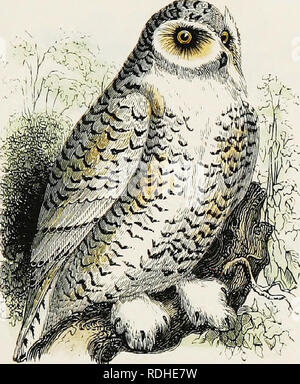 . L'histoire naturelle de Selborne : avec des observations sur diverses parties de la nature ; et le calendrier du naturaliste . L'histoire naturelle. L'harfang des neiges.. Veuillez noter que ces images sont extraites de la page numérisée des images qui peuvent avoir été retouchées numériquement pour plus de lisibilité - coloration et l'aspect de ces illustrations ne peut pas parfaitement ressembler à l'œuvre originale.. Blanc, Gilbert, 1720-1793 ; Jardine, William, Sir, 1800-1874 ; Jesse, Edward, 1780-1868. Londres : H. G. Bohn Banque D'Images