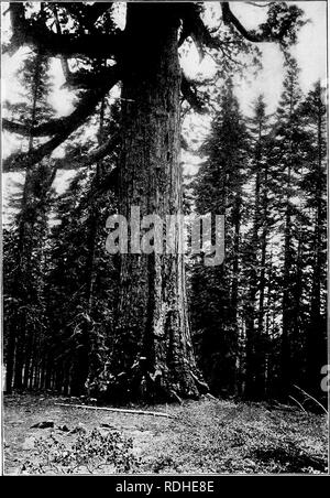 . Menuiserie élémentaire. Le travail du bois ; les arbres. ' Grizzly géant," un ]5ig Tree à Mariposa Grove, Californie. Veuillez noter que ces images sont extraites de la page numérisée des images qui peuvent avoir été retouchées numériquement pour plus de lisibilité - coloration et l'aspect de ces illustrations ne peut pas parfaitement ressembler à l'œuvre originale.. Foster, Edwin W. Boston, New York [etc. ] Ginn &AMP, le nom de l'entreprise Banque D'Images