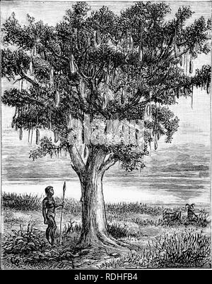 . L'homme et la bête dans l'Est de l'Ethiopie : à partir d'observations faites en Afrique de l'Est, l'Ouganda et le Soudan . Histoire naturelle ; les peuples autochtones ; de l'Ethnologie. XX ÉPINES 263 actes, l'arbre locilcs deeorateil comme s'il était familier avec ces choses, et qu'elle est eaUed l)y les colons l'arbre saucisse "." Haiioin» sur tlieir loni ?' les tiges fi'uit rappelle à. 'J'lic Kigelia vrai. Semences Tliu" stidks accrocher sur de longues et sont aussi Ijig eierman comme des saucisses. Eunjpeans » l'appelle l'arbre à saucisse.'' un Anglais du grand poids d'une "horloge grand-père." Le Wa-Ivikuyu utilisez l'écorce Banque D'Images