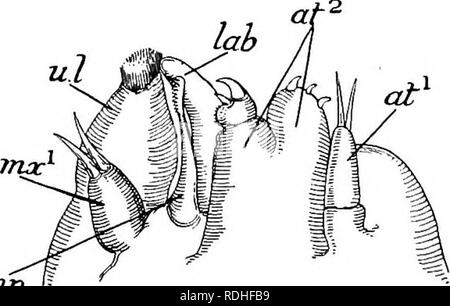 . Text-book de l'embryologie. L'embryologie. AETHEOPODA 207 VIII comme atypique, mais un long tube glandulaire alambiquée réside dans le milieu et région dorsale de la tête et s'ouvre à l'avant de la carapace, et ce tube sécrète un long filament gélatineux. Le stade larvaire du stade copépodite ne dure trente-six heures au plus. La larve est avalé par le rock-basse, et a l'instinct pour s'enfouissent dans la muqueuse du pharynx de son hôte. Lorsque l'a fait l'avant de la carapace du parasite entre en contact avec l'os de l'arc branchial de l'hôte, l'extrémité distale du filament alre Banque D'Images