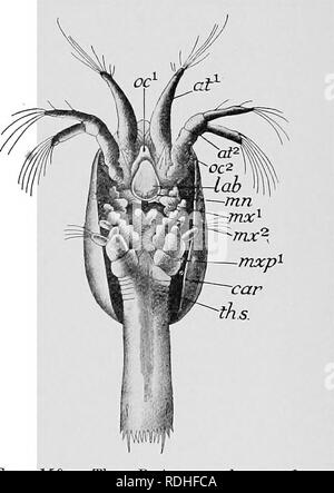 . Text-book de l'embryologie. L'embryologie. VIII AETHEOPODA 203 nauplii, montrant, cependant, la crête-comme les rudiments de deux ou trois paires d'appendices postoral. Dans le cas des deux Ewphausia Fenaeus et une succession de mues entraîne, comme dans d'autres, les nauplii au développement de l'abdomen- thoracico rudiment, et à l'apparence en elle de l'anneau-comme les segments qui apparaissent d'abord dans la partie thoracique antérieure ou. Les appendices appartenant à ces segments, qui sont le maxilli- pedes, sont fortement développées, en particulier la première, qui a une longue exopodite utilisés en natation. Un bouclier céphalique ou c Banque D'Images