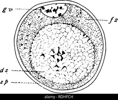 . La biologie de jumeaux (mammifères) . Des jumeaux. En jumelage Dasypus novemcinctus œufs immatures (33) développe son propre follicule, et le développement d'ovocyte et foUicle est très semblable à celle de la souris ou du chat. Dans un très petit nombre de cas a un follicule avec deux ou plus d'ovocytes a été observé, et bien d'ovaires manque tout à fait foUicles doubles ou multiples. L'ovocyte de taille adulte, qui a un diamètre d'environ 12 micra, est un peu plus petite que celle du chat et un peu plus grande que celle de l'homme ou ceux de rongeurs. Avant la maturation de l'ovocyte définitive première commande hes dans le Banque D'Images