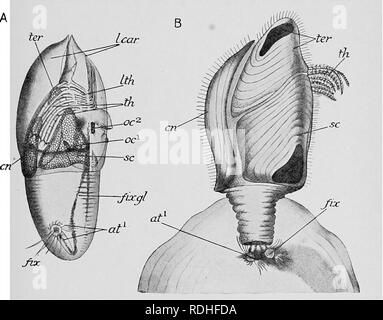 . Text-book de l'embryologie. L'embryologie. VIII AETHEOPODA 201 nature fourchue et la fonction de la deuxième antenne, afin que dans leur cas le critique" caractère de la mue est réduite à la perte de l'extrémité distale des articulations du maxillaire inférieur. L'Cirripedia commencent leur vie aussi libre que les larves nauplius, qui pour l'essentiel, et même dans ce que les nombreux points minute cardan exopodite et faiblement cardan endopodite, d'accord avec les larves de Cyclops. Ils diffèrent dans le développement de l'intégument dorsale dans un grand bouclier triangulaire, avec deux cornes, dorsale antéro-dorso-s latéral Banque D'Images