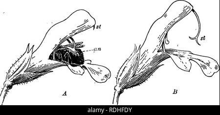 . Fondements de la botanique. La botanique, la botanique. ECOLOGT DE FLEURS 365 436. Les mouvements des organes floraux pour aider à la pollinisation. - En plus de la lenteur des mouvements qui les étamines et pistil faire dans des cas comme ceux de l'Olerodendron et la mauve, déjà décrites, les parties de la fleur admettent souvent considérables et des mouvements plutôt rapide pour aider les visiteurs de l'insecte de devenir dépoussiéré ou enduite de pollen. Dans certaines fleurs dont les étamines, effectuer des mouvements rapides lorsqu'un insecte entre, il est facile de voir comment directement. II II la FIA. 258. - Deux ventilateurs de sauge commune, l'un d'entre eux ont visité par une abeille. Olivier Banque D'Images