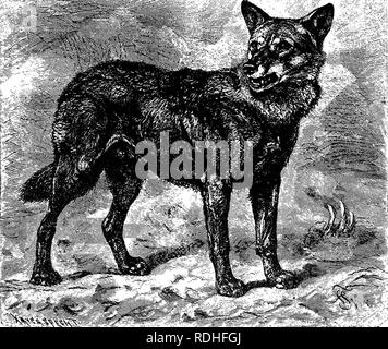 . Les animaux du monde. Brehm's de la vie des animaux ;. Les mammifères. "188 les bêtes de proie. peut donc dire que tous les chiens sont des animaux grégaires. En ce qui concerne l'agilité physique pour les chiens sont très peu de capacités inférieures à leurs chats. Leurs griffes émoussées. Les chiens les empêcher de grimper et 'les confiner dans le sol ; ils ne peuvent pas sauter si haut et loin que les chats ; mais dans^tous les autres égards ils plutôt à les dépasser. Ils ar^' excellent run- ners, possédait de près l'endurance incroyable ; ils nagent, sans exception, et certains de façon magistrale, et nous trouvons un véritable milieu aquatique Banque D'Images