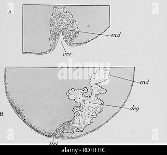 . Text-book de l'embryologie. L'embryologie. VIII AETHEOPODA 191 regardez les plus proches alliés de l'Astacus, que dans Eomarus nous tind (le homard) l'oeuf est beaucoup plus grande que celle d'Astacus, en raison de la présence d'une plus grande quantité d'oeuf, et que la zone endodermic est relativement faible. La forme des cellules invaginée en premier une masse solide près de se projeter dans l'oeuf ; ils se multiplient et se propagent par le jaune, l'ingestion de ce qu'ils aller de l'avant, et une cavité apparaît dans l'intérieur de la masse remplie de cellules désorganisées. Ils finissent par atteindre sa. Fig. 140.-portions de deux sectious sagittale par devel Banque D'Images