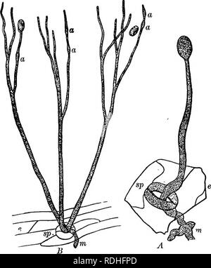 . Éléments de botanique. La botanique, la botanique. 234 éléments de botanique. Le mycélium de ces est généralement dissimulé dans le fond de la terre, le bois en décomposition, ou autres matériaux sur lesquels le champignon se développe, et l'endroit bien partie de l'usine est celle à laquelle les spores sont supportés. Les lichens, les objets familiers incrustant des roches ou suspendu dans. Fig. 201. - Spore-Formation {la brûlure de la pomme de terre dans le Phytophthora infestans). A, une tige non ramifiée, à partir de la m de mycélium à l'intérieur de la feuille de pomme de terre, de l'épiderme c par la stomie sp, et compte un seul cas de spores ; JB, une gr Banque D'Images