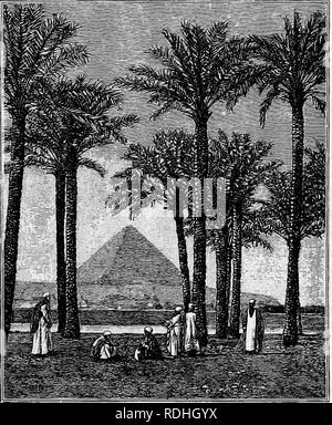 . Fondements de la botanique. La botanique, la botanique. La TIGE OP STRUCTURE 85 par expérience qu'un tube en fer ou en acier d'épaisseur modérée- ness, comme un morceau de tuyau de gaz, ou de location-tubes, est beaucoup plus rigide qu'une tige solide de même poids par pied. La paille d'avoine, les tiges de roseaux (Fig. 63), la canne à sucre (de notre canebrakes sud), et le bambou sont des cylindres creux ; l'cornstalk est un cylindre solide, mais rempli d'une moelle très léger. Pierre à fusil la couche extérieure de la tige, ainsi que les paniers-scleren ohyma- près de fibres de l'écorce externe et les fréquentes fibro-faisceaux vasculaires seulement à l'intérieur Banque D'Images