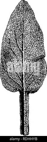 . Éléments de botanique. La botanique, la botanique. -^^^S- Fig. 66.- formes des marges de feuilles. a (1), finement dentées en scie ; (2), grossièrement dentées en scie ; (3), doublement dentées en scie, b (1), finement dentée ; (2), sinué denté ; (3), d o u 1&gt ; 1 o dentée, c, profondément sinué, d. ondulé, e (1), à marge crénelée ou embelli ; (2), doublement crénelés.. Fig. 67. de veinage (pennées)^ dans Feuilles de la digitale pourpre. Examiner les deux faces de la feuille avec le verre et chercher des poils répartis sur les surfaces. Décrire la manière dont les poils sont organisées. Les différentes formes de feuilles sont classés et décrits par les botanistes avec beaucoup de mi- Banque D'Images