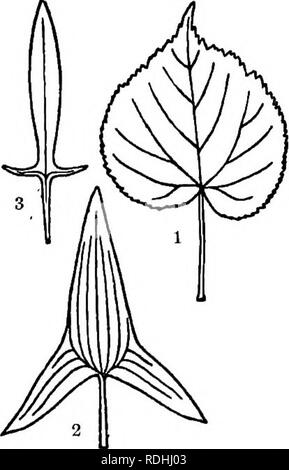 . Éléments de botanique. La botanique, la botanique. C. VI. VII. VIII. FiO. 64. - Formes de pointe de la feuille. Je mucroné, tli, nervure centrale© dans un hardsliort point prolongée' ; II, cuspidé, diminuant progressivement en un point stiif ; III, IV ; aiguë, arrondis, ^ V, à sommet acuminé ou conique pointu, VI, retuse, witli sliglitly notclied^ l'extrémité arrondie ; VII, émarginé, profondément notclied ; VIII, truncate, avec l'extrémité coupée plutôt carrément.. Fig. 65. - Formes de bases de feuilles. 1, (en forme de cœur asymétrique&gt ; ; 2 ; 3, arrowHBhaped, en forme de hallebarde. à travers elle de la longueur, le long de laquelle il pouvait être aussi pliée que les deux parties s'precis Banque D'Images