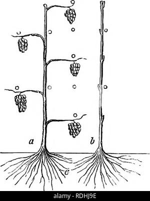 . Le livre du jardin. Le jardinage. La formation d'une treille. Ces qu'ils portent à une très grande distance, et, en inversant le roulement des pousses, remplir les espaces sur le mur pas encore couverts d'autres arbres fruitiers. Comme la vigne peut être effectuée à 100 pieds ou plus dans chacune de ces directions, différentes sortes peut être greffé sur eux pour se permettre de la variété, alors que la racine de la tige principale n'interférerait pas avec les racines des autres arbres, comme une plante serait suffisant pour un long mur. La vigne est également formé sur le mur dans la manière la plus verticale, en principe en face de celui sur lequel nous hav Banque D'Images