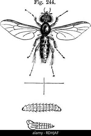 . Le livre du jardin. Le jardinage. La fraise. 591 remarquable par l'abondance de leur production, même si le fruit est petit, individuellement pour une liarity pecu- de la saveur, et pour oontmuing à porter tUl tués par le gel. M. Thompson observe à juste titre : " Le meilleur d'entre eux sont le rouge et blanc, bois et le rouge et blanc alpin. Ces derniers sont susceptibles de dégénérer, et d'assumer les caractères du bois variétés." Le Cisal- Napoléon, parlé en bien de par M. Cobbett dans son Enghsh » jardinier," n'est que le tted alpine sous un autre nom. Fruits Rouge-conique alpine. Banque D'Images