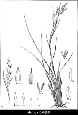 . Description : plantes Natal et chiffres du Natal des plantes indigènes, avec des notes sur leur distribution, valeur économique, des noms, &amp;c., / par J. Medley Wood et Maurice S. Evans. Publié sous les auspices du Natal et du Gouvernement de la Société botanique de Durban. La botanique. 499 de la plaque.. L'ANDROPOGON SCHLECHTERI, hackel.. Veuillez noter que ces images sont extraites de la page numérisée des images qui peuvent avoir été retouchées numériquement pour plus de lisibilité - coloration et l'aspect de ces illustrations ne peut pas parfaitement ressembler à l'œuvre originale.. Wood, John Medley, 1827-1914 ; Evans, Maurice S. (Maurice Smethur Banque D'Images