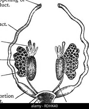 . Texte élémentaire-livre de zoologie. RANA. 343 reçoit le sang des reins par renals et des organes génitaux. Elle passe ensuite vers l'avant à travers le foie, qu'il draine par paire d'hépatiques, et les rejets dans le sinus veineux. Les deux poumons ont des veines pulmonaires qui tombent ensemble dans l'oreillette gauche du cœur. Dans la grenouille il n'y a pas de veines cardinales couplé* comme dans le skate, leur fonction en cours d'exécution par la poste non appariées- caval. D'autre part, la présence d'un système de portail-rénale est une caractéristique des deux types. Fig. 241.-vue ventrale de la femelle ou urogénital Banque D'Images