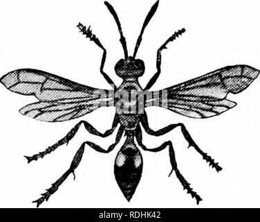 . Un manuel de zoologie générale. Zoologie. KiG. 135. - Nids de Polistes : certaines des cellules ouvertes contiennent des oeufs, et certains lar-tc ; les cellules fermées contiennent des pupse. Une autre espèce à prendre les oeufs de l'usine hce à leurs nids et prendre soin d'eux pendant l'hiver. Les guêpes, les frelons et les guêpes jaunes sont pour la plupart des insectes sociaux et vivent en colonie dans des nids construits de matériaux papyracées. Ils font ces nids de morceaux de bois obtenu à partir de bois, souches, etc. Ces bits sont mis en bouche fine et converti en une pâte par leurs mâchoires, puis laisser sécher. Une sorte de guêpe construit une F'o-.i3i&gt ;.-une guêpe (™,.s-(.. Banque D'Images