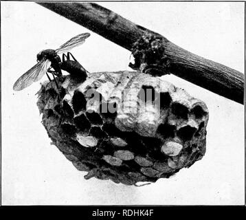 . Un manuel de zoologie générale. Zoologie. Les AUTRES MEMBRES DE LA CLASSE INSECTA - 191. KiG. 135. - Nids de Polistes : certaines des cellules ouvertes contiennent des oeufs, et certains lar-tc ; les cellules fermées contiennent des pupse. Une autre espèce à prendre les oeufs de l'usine hce à leurs nids et prendre soin d'eux pendant l'hiver. Les guêpes, les frelons et les guêpes jaunes sont pour la plupart des insectes sociaux et vivent en colonie dans des nids construits de matériaux papyracées. Ils font ces nids de morceaux de bois obtenu à partir de bois, souches, etc. Ces bits sont mis en bouche fine et converti en une pâte par leurs mâchoires, puis laisser sécher. Un genre de wa Banque D'Images