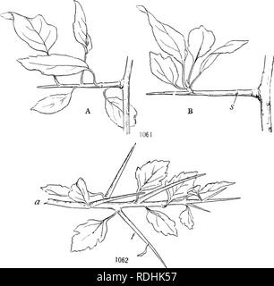 . Un manuel de botanique pour les collèges et universités ... La botanique. Amorpha canescens 739 tiges, qui sont parfois l'un et parfois l'autre, pourrait faire la lumière sur le problème. Les avantages de la variation de la forme de la tige. - La capacité d'élongation dif- ferential possédés par tiges aquatiques et par de nombreuses tiges aériennes lorsqu'ils sont submergés par le sable est d'avantage évident à ce que l'ascenseur- tion des feuilles dans la lumière et l'air est ainsi rendu possible. D'une importance inhabituelle est dwarfness la tige, comme illustré par plantes en coussinet et par le Krummhoh, étant donné que ces habitudes sont admirablement adaptée pour pro- tect Banque D'Images