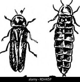 . Une introduction à la zoologie, avec les instructions pour les travaux pratiques (invertébrés). 258 INTRODUCTION À LA ZOOLOGIE segment qui sert. Fig, A. B 191.-ver luisant les coléoptères. .-Je, homme ; 5, de sexe féminin. (Life-size.) Est. Veuillez noter que ces images sont extraites de la page numérisée des images qui peuvent avoir été retouchées numériquement pour plus de lisibilité - coloration et l'aspect de ces illustrations ne peut pas parfaitement ressembler à l'œuvre originale.. Lulham, Rosalie Blanche Jermaine. Londres, Macmillan Banque D'Images