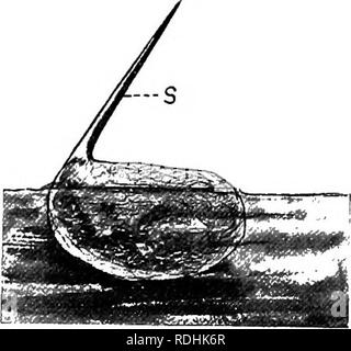 . Une introduction à la zoologie, avec les instructions pour les travaux pratiques (invertébrés). 254 INTRODUCTION À LA ZOOLOGIE chap. de l'abdomen, et ainsi dans la cage thoracique et abdominale grande première spiracles j en même temps, le grand réservoir d'air en dessous de l'élytre est renouvelé pour une utilisation ultérieure, lorsque l'insecte est submergé de nouveau. Il y a une rangée de spiracles de chaque côté de l'abdomen s'ouvrant dans la partie dorsale du réservoir d'air. Lorsque l'insecte est à la surface, l'échange d'air est assisté par les mouvements rythmés de l'élytre, qui alterne diminuer et augmenter la capacité du réservoir d'air. Ces Banque D'Images