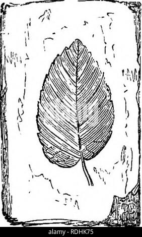 . Un manuel de botanique : être une introduction à l'étude de la structure, la physiologie et la classification des végétaux . La botanique. Fig 935 Fig. 936.. Veuillez noter que ces images sont extraites de la page numérisée des images qui peuvent avoir été retouchées numériquement pour plus de lisibilité - coloration et l'aspect de ces illustrations ne peut pas parfaitement ressembler à l'œuvre originale.. Balfour, John Hutton, 1808-1884. Edinburgh : A. et C. Black Banque D'Images