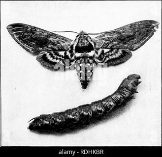 . Un manuel de zoologie générale. Zoologie. C)LES MEMBRES DE LA CLASSE INSECTA - 181 couleur, et bordées de noir ou gris très foncé. L'abdomen comporte cinq taches jaunes de chaque côté.. Fig. 122. - Espèce de tomate et tomate ver. Un petit papillon, connu comme le carpocapse, pond ses oeufs blancs minuscules sur la surface des pommes vertes et les jeunes feuilles (Fig. 123). Les œufs éclosent et les jeunes dans le Ijore larvic apple, dans la plupart des cas entrant à la ])lossom se termine, et causant des pommes wormy. Parfois, un champ de coton est attaqué par des chenilles en nombre tel qu'ils sont connus dans le Sud comme le "a Banque D'Images