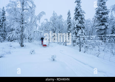 Ski de randonnée au parc natioal Urho Kekkonen à Savukoski, Laponie, Finlande Banque D'Images