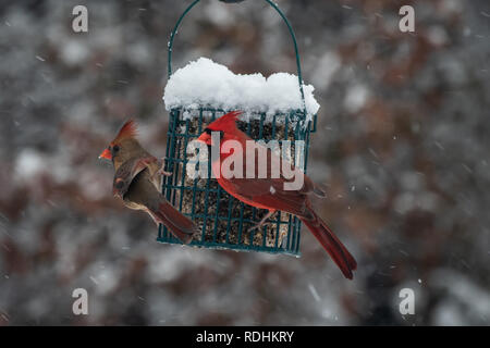 Une paire de cardinaux partager l'alimentation suif par un froid jour de neige dans le Missouri. L'effet de flou. Banque D'Images