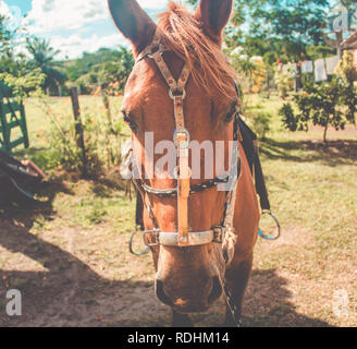 Portrait d'un cheval brun avec selle sur petite ferme Banque D'Images