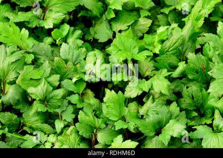 Artemisia lactiflora (SAGE) de la brosse d'herbes Légumes ** note sélectionner focus avec une faible profondeur de champ:utilisation idéal pour l'arrière plan. Banque D'Images