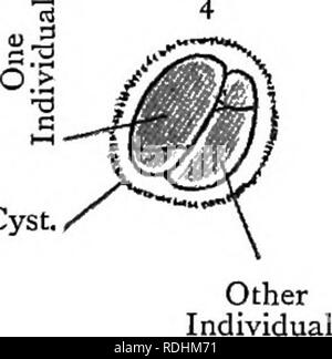 . Texte élémentaire-livre de zoologie. GRBGARINA. 9S pas être nerveux et pas de la vacuole contractile ni les organes respiratoires. Le bouchon cuticulaire sert à fixer l'animal à la paroi de l'intestin dans son jeune temps, mais c'est jeter peu après l'  ... la pièce jointe est perdu. Conjusation Eeproductive prend. , , ^ . j---- g r  %^ m place mais une forme modifiée. 1 wo gregar- ines devenues étroitement opposés les uns aux autres, mais ne fusionnent pas. Ils forment ensemble une sphère qui Protomerite Deutomerite enveloppé devient alors ' Cortex noyau Fig. 31.-Life-History de Gregarina. Je (après BuTSCHLi.) d'air.. Kyste.. Veuillez noter que Banque D'Images
