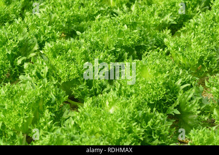 Les plantes hydroponiques dans potager ferme, serre de culture hydroponique, les plantes qui poussent dans l'eau sans sol. ** Remarque sélectionner focus avec une faible dept Banque D'Images