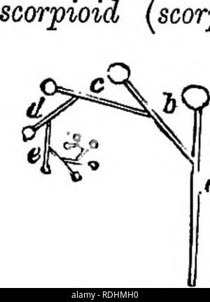 . Un manuel de botanique : être une introduction à l'étude de la structure, la physiologie et la classification des végétaux . La botanique. INFLOEESCENCE défini. 185. Veuillez noter que ces images sont extraites de la page numérisée des images qui peuvent avoir été retouchées numériquement pour plus de lisibilité - coloration et l'aspect de ces illustrations ne peut pas parfaitement ressembler à l'œuvre originale.. Balfour, John Hutton, 1808-1884. Edinburgh : A. et C. Black Banque D'Images