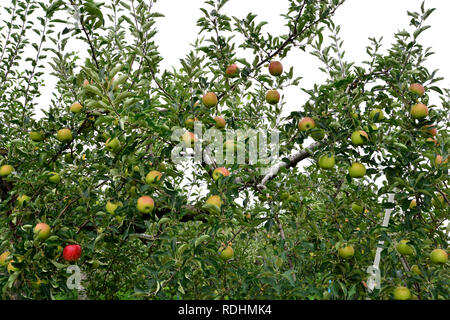 Apple (Malus domestica), sur l'arbre, au Japon Banque D'Images