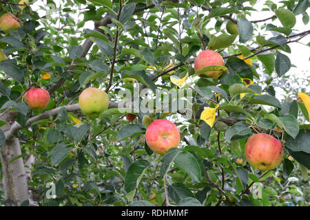 Apple (Malus domestica), sur l'arbre, au Japon Banque D'Images