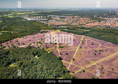 Les Pays-Bas, Hilversum, la floraison de la bruyère. Vue aérienne. Banque D'Images