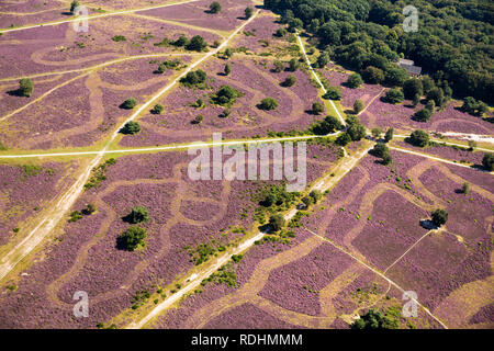 Les Pays-Bas, Hilversum, la floraison de la bruyère. Vue aérienne. Banque D'Images