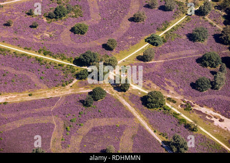 Les Pays-Bas, Hilversum, la floraison de la bruyère. Vue aérienne. Banque D'Images