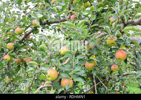 Apple (Malus domestica), sur l'arbre, au Japon Banque D'Images