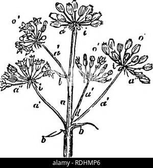 . Un manuel de botanique : être une introduction à l'étude de la structure, la physiologie et la classification des végétaux . La botanique. . Veuillez noter que ces images sont extraites de la page numérisée des images qui peuvent avoir été retouchées numériquement pour plus de lisibilité - coloration et l'aspect de ces illustrations ne peut pas parfaitement ressembler à l'œuvre originale.. Balfour, John Hutton, 1808-1884. Edinburgh : A. et C. Black Banque D'Images