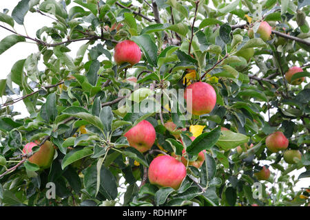 Apple (Malus domestica), sur l'arbre, au Japon Banque D'Images