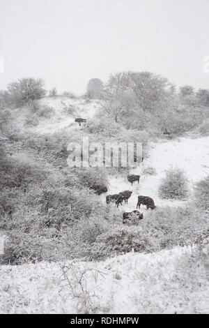 Les Pays-Bas, Overveen près de Zandvoort. Le parc national de Zuid-Kennemerland. Wisents ou bisons d'Europe (Bison bonasus) en pleine tempête, blizzard. L'hiver. Banque D'Images