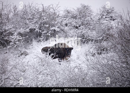 Les Pays-Bas, Overveen près de Zandvoort. Le parc national de Zuid-Kennemerland. Bison bison européen ou (Bison bonasus) en pleine tempête, blizzard. L'hiver. Banque D'Images