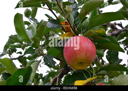 Apple (Malus domestica), sur l'arbre, au Japon Banque D'Images