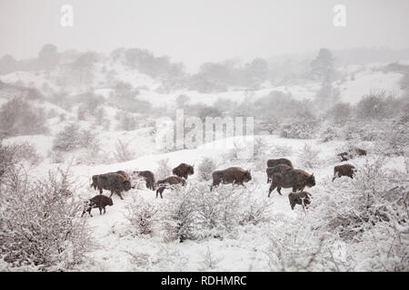 Les Pays-Bas, Overveen près de Zandvoort. Le parc national de Zuid-Kennemerland. Wisents ou bisons d'Europe (Bison bonasus) en pleine tempête, blizzard. L'hiver. Banque D'Images