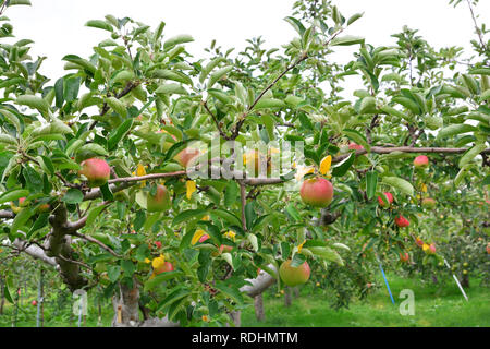 Apple (Malus domestica), sur l'arbre, au Japon Banque D'Images