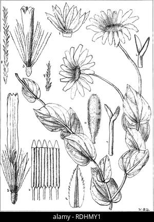 . Description : plantes Natal et chiffres du Natal des plantes indigènes, avec des notes sur leur distribution, valeur économique, des noms, &amp;c., / par J. Medley Wood et Maurice S. Evans. Publié sous les auspices du Natal et du Gouvernement de la Société botanique de Durban. La botanique. Plale 375. Aslerperfolialus^, 02j.. Veuillez noter que ces images sont extraites de la page numérisée des images qui peuvent avoir été retouchées numériquement pour plus de lisibilité - coloration et l'aspect de ces illustrations ne peut pas parfaitement ressembler à l'œuvre originale.. Wood, John Medley, 1827-1914 ; Evans, Maurice S. (Maurice Smethurst), 185 Banque D'Images