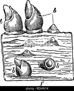 . Un manuel de botanique : être une introduction à l'étude de la structure, la physiologie et la classification des végétaux . La botanique. . Veuillez noter que ces images sont extraites de la page numérisée des images qui peuvent avoir été retouchées numériquement pour plus de lisibilité - coloration et l'aspect de ces illustrations ne peut pas parfaitement ressembler à l'œuvre originale.. Balfour, John Hutton, 1808-1884. Edinburgh : A. et C. Black Banque D'Images