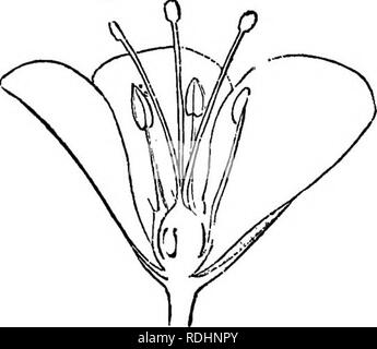 . Lignes de vie végétale : avec référence particulière à la forme et la fonction . La botanique. Les ETA VEG REP ROD UCTION. 207 par des lignes et des taches, semblent dépendre de la relation de la fleur d'insectes. (Voir plus loin.) 390. Veuillez noter que ces images sont extraites de la page numérisée des images qui peuvent avoir été retouchées numériquement pour plus de lisibilité - coloration et l'aspect de ces illustrations ne peut pas parfaitement ressembler à l'œuvre originale.. Barnes, Charles Reid, 1858-1910. New York : Henry Holt and Company Banque D'Images